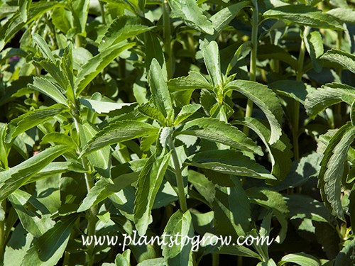 Sweet Leaf (Stevia rebaudiana)
The leaves of this plant are very sweet tasting.
